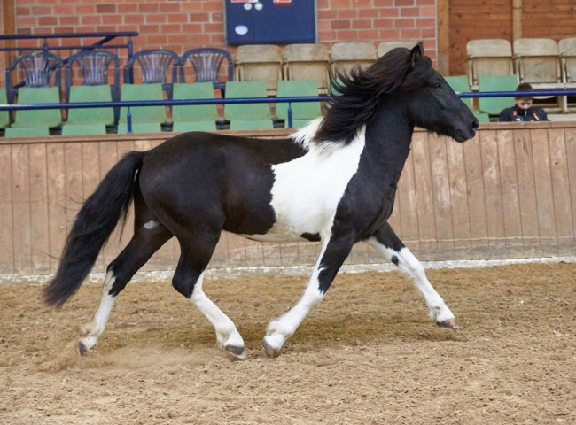 Viti vom Auschnippetal Foto: Joachim Hecker
