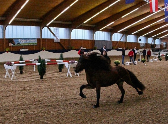 Jungpferdebeurteilung der Islandhengste Foto: Joachim Hecker