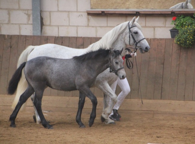 Fernville Knocknore Mist (amtierende Bundessieger-Stute Connemara) mit Stutfohlen Birdmountain Kind of Magic