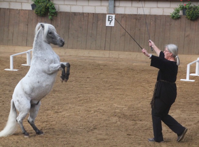 Christine Konrad, Huettenberg mit Jana (Mini-Shetty)