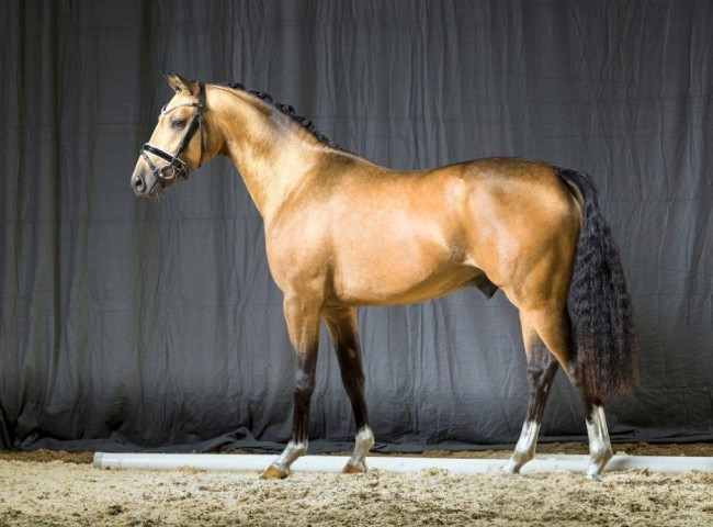 Dance de Luxe   Foto: Guido Recki