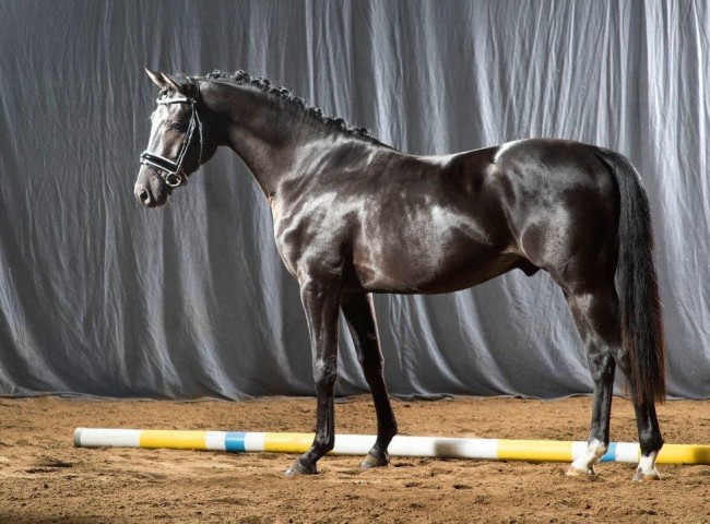 Desperados   Foto: Guido Recki