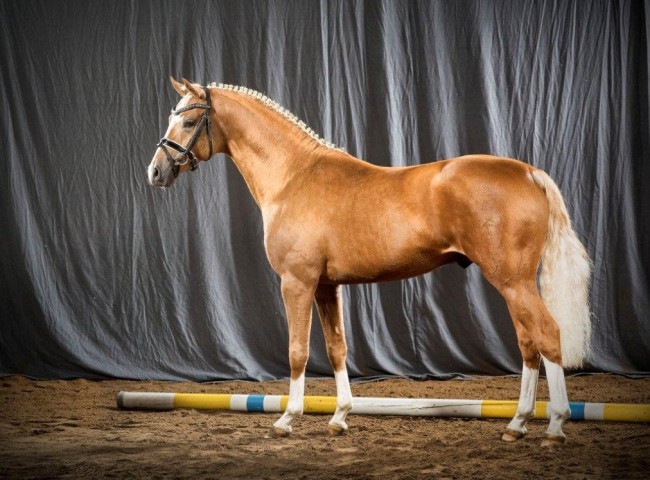 Kastanienhof Crimson Gold    Foto: Guido Recki