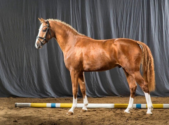 Mr. Marple   Foto: Guido Recki