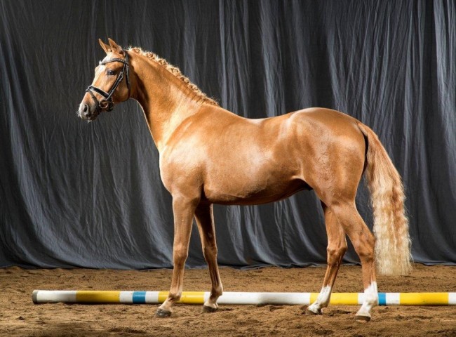 Oceans Eleven    Foto: Guido Recki