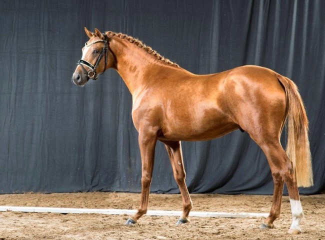 Tackmanns Nusszauber    Foto: Guido Recki