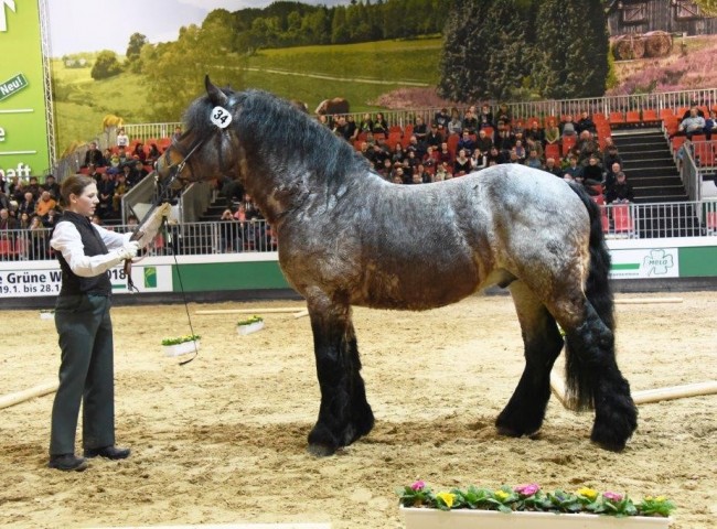 Bundesprämienhengst Landmesser Foto: www.starke-pferde
