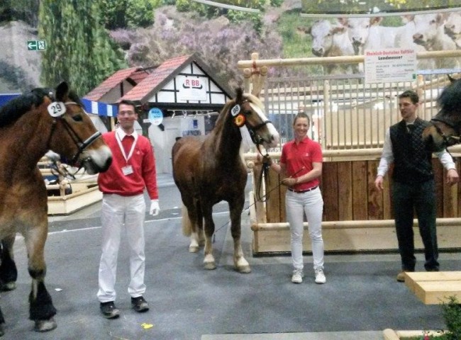 Gute Laune beim Kaltblut-Team aus Hessen mit Elaya, Waleria und Landmesser (von links) - Foto: Solle