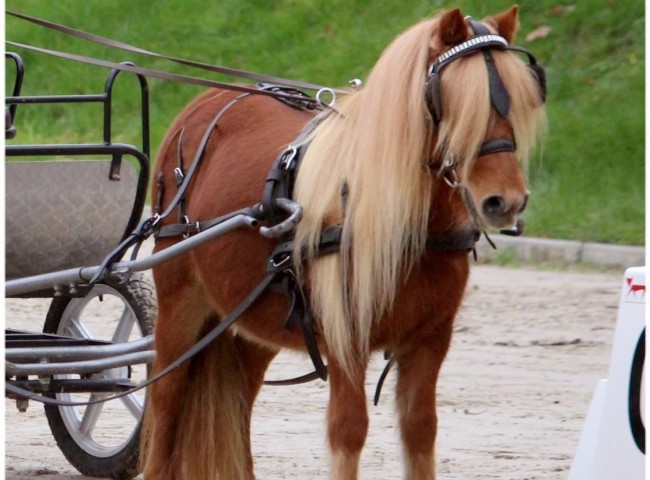 Coblesse van Stal Cornelie 