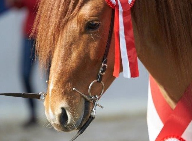 Ferdinand von Ottawa - Prämiert und Sieger der Koerung Foto: Joachim Hecker