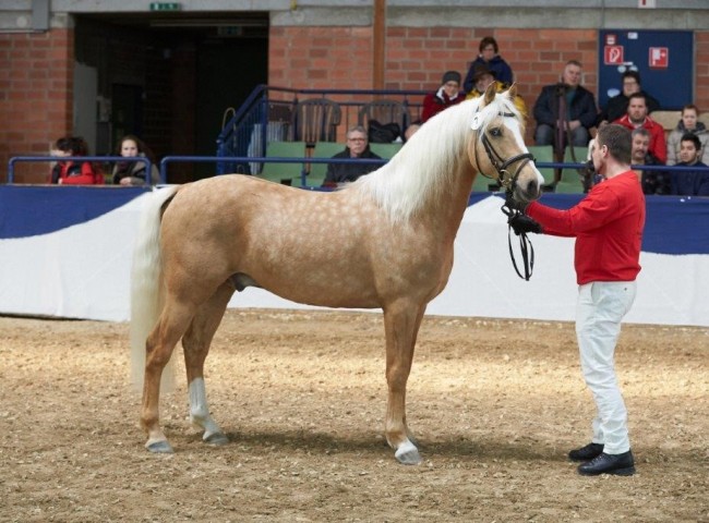 GHB Blue Eyed Louis Foto: Joachim Hecker