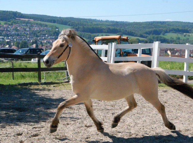 Klasse III - 1d) Adele