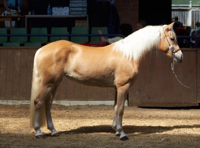 Bahia (Haflinger)   Foto: Joachim Hecker