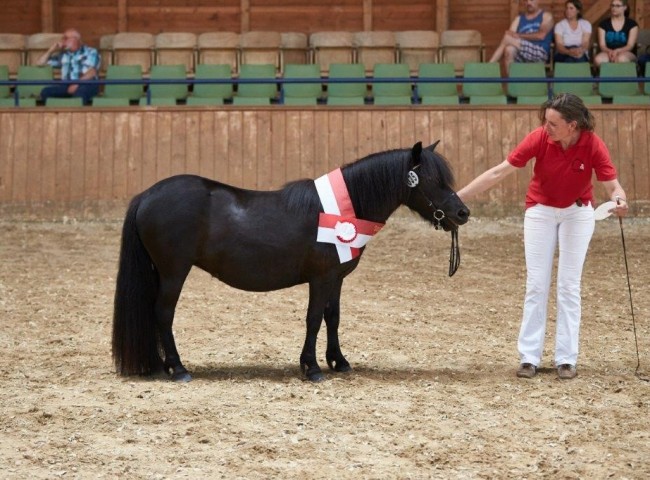 Gilsbachs Athena (Shetland Pony)   Foto: Joachim Hecker
