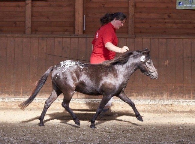 Lendorfs Kataleya (Deutsches Partbred Shetland Pony)  Foto: Joachim Hecker