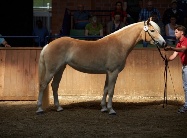 Odette (Haflinger)    Foto: Joachim Hecker