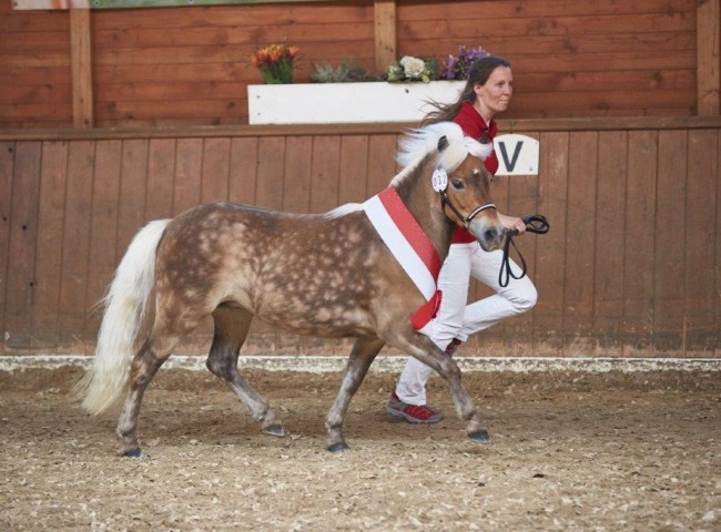 Pinova aus dem Spessart (Deutsches Classic Pony)  Foto: Joachim Hecker
