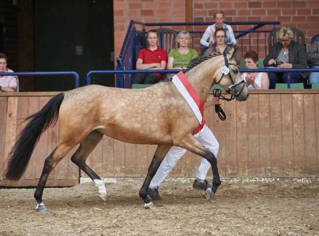RM-D-Darlin (Deutsches Reitpony)    Foto: Joachim Hecker