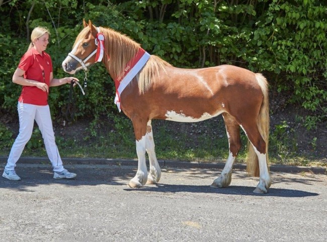 Savay Breeze of Summer (Welsh D)    Foto: Joachim Hecker