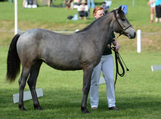 Glaskopf Grey Jeannie  Foto: Dr. Bachmann