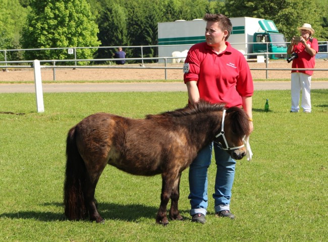 Julchen aus dem Veischedetal  Foto: Grom