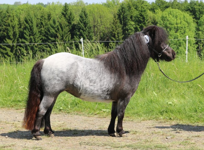 Marie-Lou  Foto: Grom