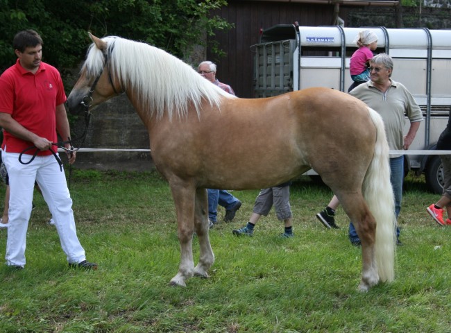 Edelblut-Haflingerstute Haliah an der Hand ihres Besitzers