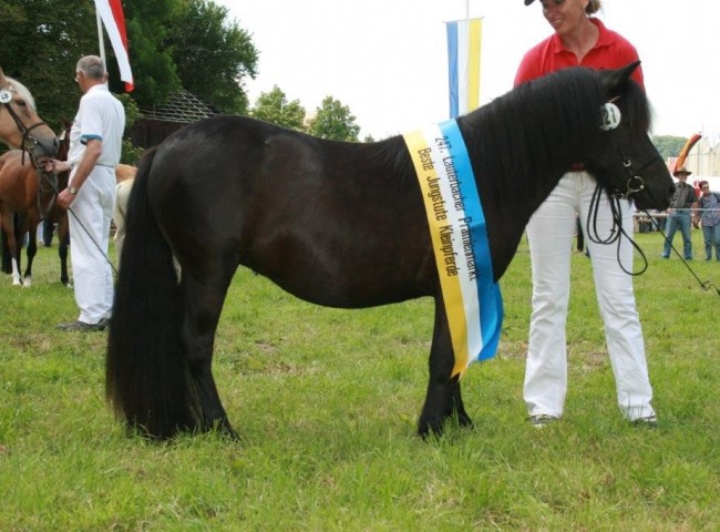 Gilsbachs Athena (Shetland) wurde zur besten Jungstute der Schau gekürt
