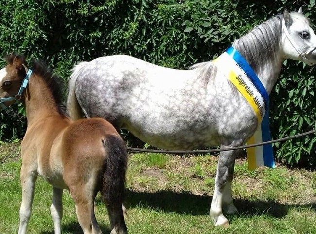 Dyfwg Rhona - Gesamtsiegerstute der Ponyschau  Foto: Moonrose Welsh A Ponyzucht