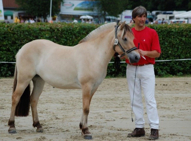 1b 2- und 3-jaehrige Stuten Jorun