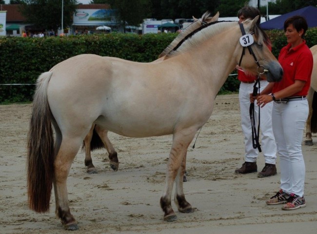 Siegerin 2- und 3-jaehrige Stuten Helin