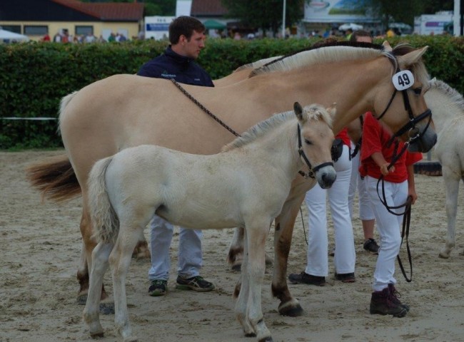 1b) 6- und 7-jaehrige Stuten Lisandra
