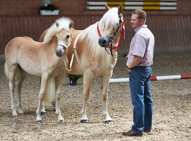Amora Gesamtsieger- und SIegerstutfohlen Haflinger Foto: JHecker