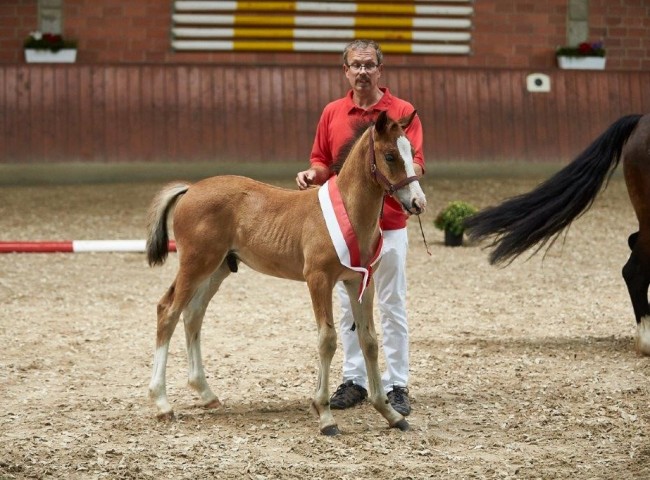 Bergtor Melcom Young Sieger Welsh  Foto: JHecker