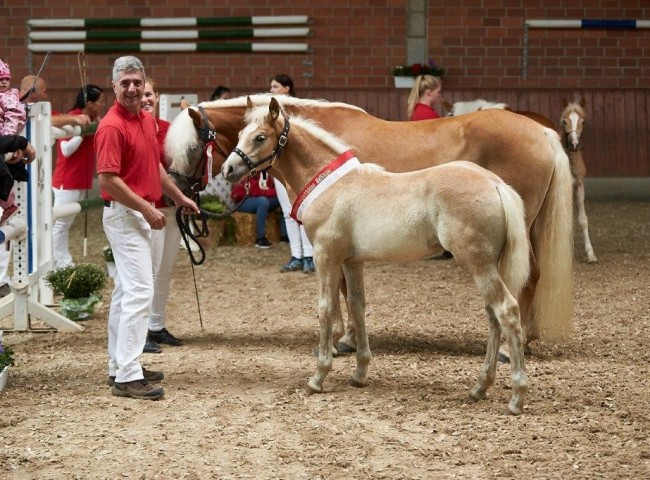 BonJovi Siegerhengstfohlen Haflinger  Foto: JHecker