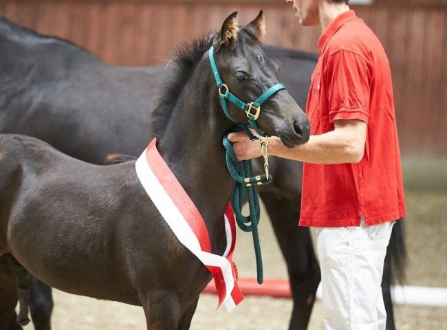 Edelhofs Immortales Morgan Horse  Foto: JHecker