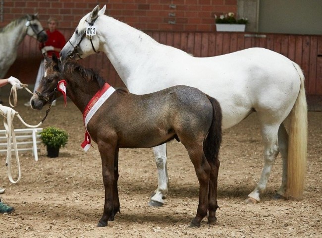 Glaskopf Iames Sieger Connemara  Foto: JHecker