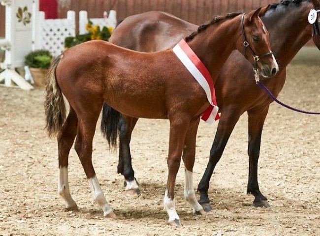 Naylani Siegerstutfohlen Deutsches Reitpony  Foto: JHecker