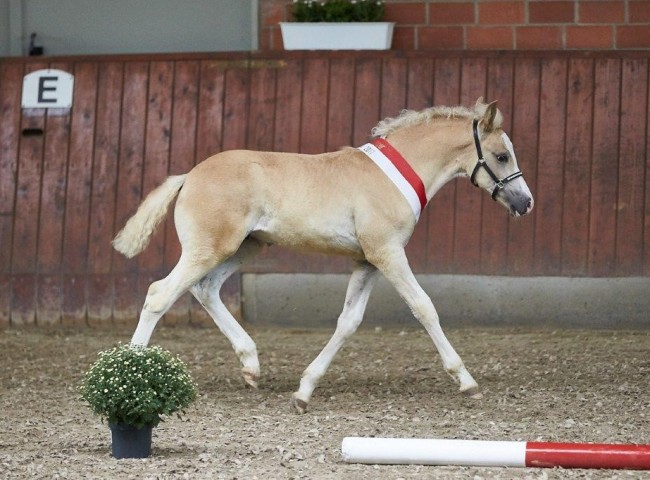 Waldeckerbub Siegerhengstfohlen Edelbluthaflinger  Foto: JHecker
