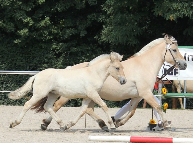 Dilian  Klasse 4  1a & Reservesieger-Hengstfohlen