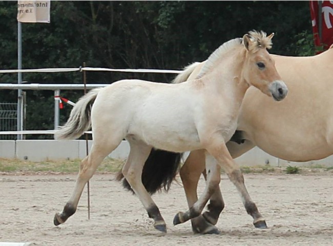 Dylon Klasse 3  1b