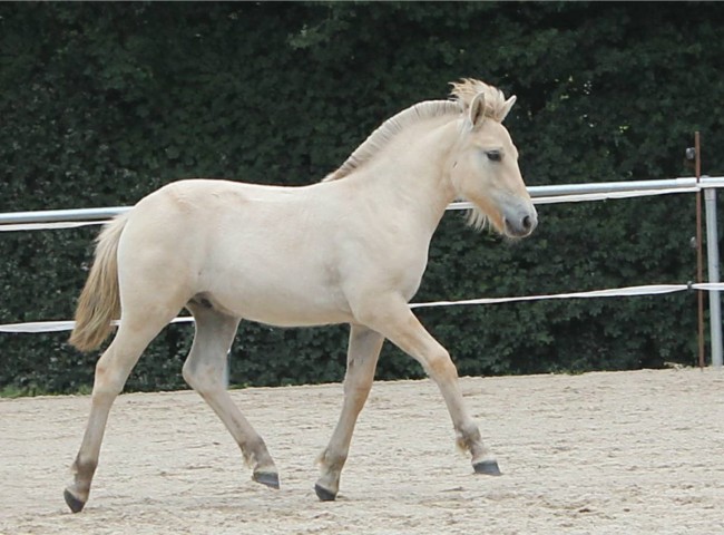 Goran Klasse 3  1c