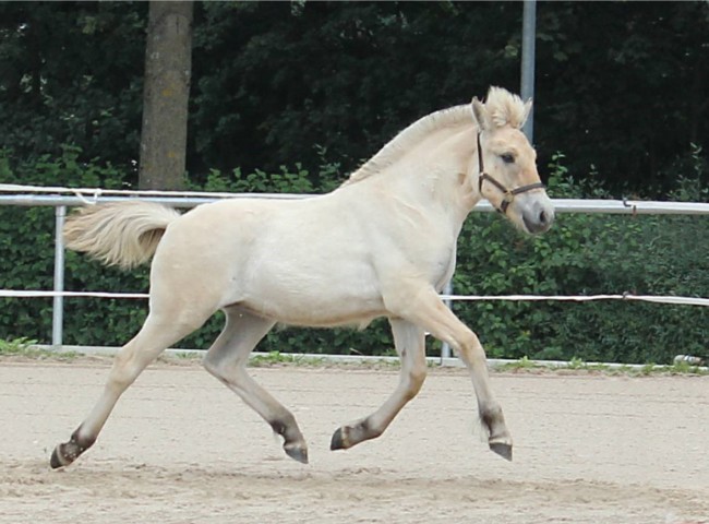 Laurine  Klasse 2 1a & Reservesieger-Stutfohlen
