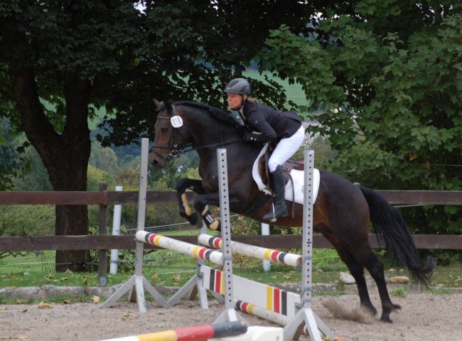 Springers Legolas, Connemara Pony, EN 7,29