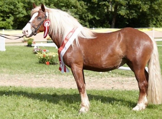 Waleria - Archivbild: Elitestutenschau 2016 - Joachim Hecker