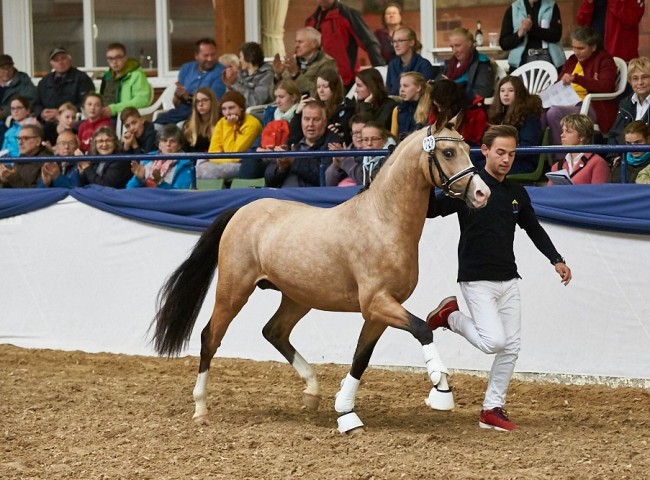 Crown Café au Lait Reitpony Foto: Joachim Hecker