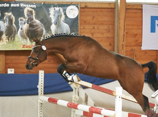 Der kleine Donner Reitpony Foto: Joachim Hecker