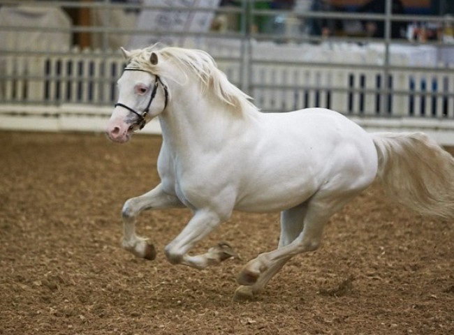 De Weyerds Hello Sanctos Welsh A Foto: Joachim Hecker