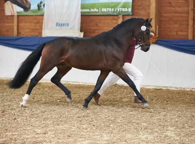 Dreamer Reitpony Foto: Joachim Hecker