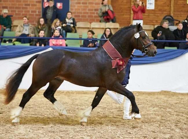 Friedrichshof Hot Twix Welsh Cob Foto: Joachim Hecker